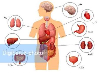 مزاجشناسی اندامهای رطوبتی بدن با رویکرد طب سنتی؛ بررسی مزاج مغز، معده، کبد و رحم در منابع طب سنتی