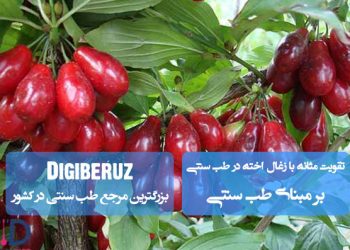 «تقویت مثانه با زغالاخته در طب سنتی؛ قابض طبیعی، کاهش تکرر ادرار و بهبود عملکرد مجاری ادراری»