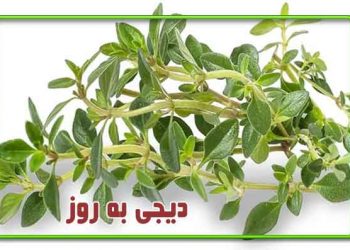 بررسی خواص دارویی آویشن در طب سنتی؛ شامل اثرات ضدنفخ، تقویت معده، بهبود سرفه و ضدعفونی‌کننده طبیعی