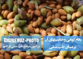 خواص بادام کوهی در طب سنتی؛ مُلیّن قوی، بازکننده انسداد کبد، مقوّی سینه و معدّل خلط سودا