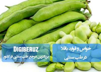 خواص باقالا در طب سنتی؛ مقوی معده، ملین طبیعی، دفعکننده بلغم و کمک به تعادل مزاج سرد و تر