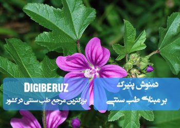 خواص و فواید دمنوش پنیرک در طب سنتی؛ نرم‌کننده سینه، ضدسرفه، ضدالتهاب و التیام‌بخش زخم‌های گوارشی.