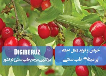 زغالاخته در طب سنتی؛ ضد التهاب، تقویت کننده کبد و کلیه، کمک به بهبود التهاب مفاصل و طبع سرد و خشک دارد.