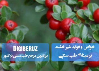 خواص و فواید شیرخشت در طب سنتی؛ تنظیم صفرا، تقویت کبد و بهبود سیستم گوارش