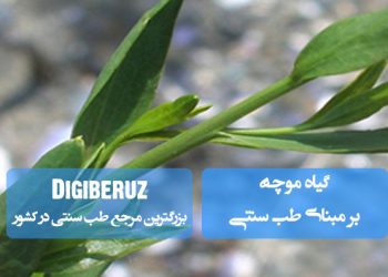 موچه در طب سنتی؛ ضدالتهاب قوی، تقویتکننده دستگاه گوارش و درمان دردهای مفاصل و رماتیسم.