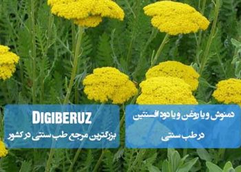 دمنوش، روغن و دود افسنطین در طب سنتی؛ کاربردها، خواص ضدالتهابی و نقش آن در بهبود دردها