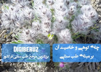 چای کوهی در طب سنتی؛ آرامبخش اعصاب، ضدالتهاب، تقویتکننده معده و کمک به درمان مشکلات گوارشی با طبع معتدل.