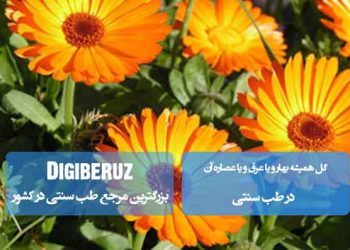 خواص گل همیشه‌بهار در طب سنتی؛ ضدالتهاب قوی، ضدعفونی‌کننده، بهبود زخم‌ها و تقویت‌کننده کبد و طحال