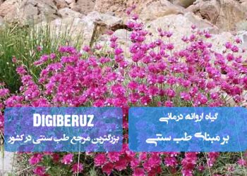 اروانه در طب سنتی؛ آرام‌بخش اعصاب، ضداضطراب و موثر در بهبود خواب و سلامت روان