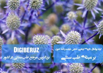 «گیاه بوقناق؛ داروی گیاهی خاص دیابت و کنترل قند خون در طب سنتی»