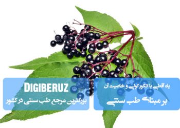 «یاه آقطی (انگورکولی) و خواص آن در طب سنتی؛ تقویت سیستم ایمنی و ضد التهاب طبیعی»