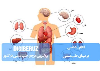 اندام‌شناسی در طب سنتی؛ بررسی ساختار و عملکرد اعضا بر اساس نظریه اخلاط و مزاج‌ها