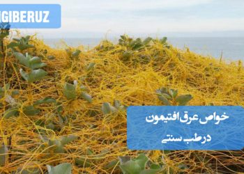 خواص عرق افتیمون در طب سنتی؛ آرامبخش اعصاب، تسکین سردرد، بهبود خواب و کمک به کاهش اضطراب و استرس مزمن