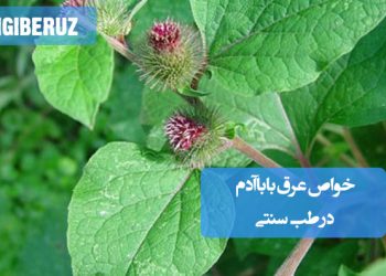 خواص عرق باباآدم در طب سنتی؛ تصفیه خون، کمک به درمان بیماری‌های پوستی، تقویت کبد و کاهش حرارت و سموم بدن