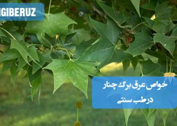 خواص عرق برگ چنار در طب سنتی؛ تصفیه خون، کمک به درمان جوش و آکنه، کاهش التهابات پوستی و تقویت پوست سر