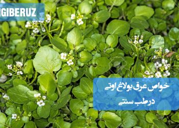 خواص عرق بولاغ اوتی در طب سنتی؛ تصفیه خون، بهبود عملکرد کبد، کمک به کنترل قند خون و افزایش سوختوساز بدن