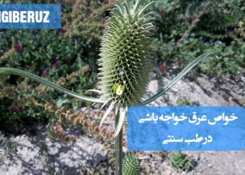 خواص عرق خواجه باشی در طب سنتی؛ تقویت کبد، بهبود عملکرد گوارش، کاهش نفخ، کمک به درمان دیابت و ضدعفونیکننده طبیعی