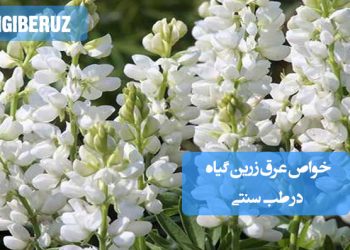 خواص عرق زرین گیاه در طب سنتی؛ تقویت سیستم ایمنی، ضد التهاب، بهبود حافظه و تسکین دردهای مفصلی و سردرد.