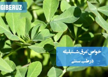 خواص عرق شنبلیله در طب سنتی؛ کاهش قند و چربی خون، تقویت قلب و گوارش، ضد التهاب، افزایش شیر مادر و بهبود کم‌خونی