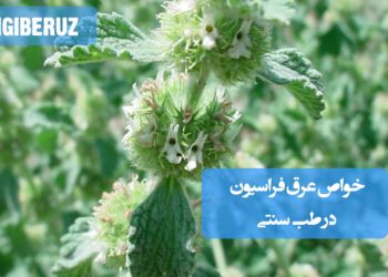 خواص عرق فراسیون در طب سنتی؛ تقویت تخمدانها، تنظیم قاعدگی، رفع کیستهای تخمدان، بهبود عملکرد هورمونی و افزایش باروری