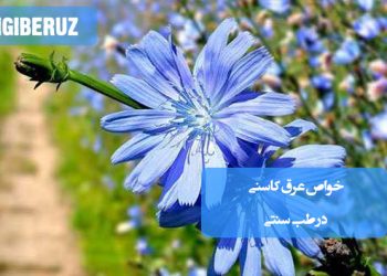 خواص عرق کاسنی در طب سنتی؛ پاکسازی کبد، بهبود عملکرد صفرا، کاهش التهابات، تقویت سیستم ایمنی و کمک به درمان جوش‌های پوستی