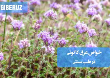 خواص عرق کاکوتی در طب سنتی؛ تقویت معده و روده، بهبود نفخ و دلدرد، رفع سردی مزاج و افزایش قوای جنسی