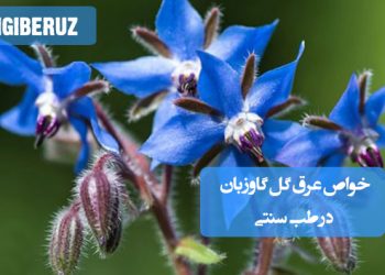 خواص عرق گل گاوزبان در طب سنتی؛ آرامبخش اعصاب، تقویت قلب، رفع استرس و کمک به بهبود خواب و خلقوخو