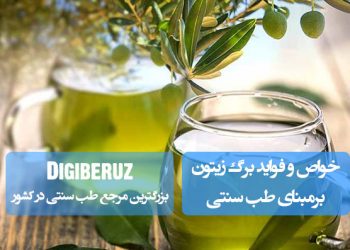 "خواص برگ زیتون در طب سنتی؛ بهبود سلامت قلب، کاهش فشار خون و تقویت سیستم ایمنی بدن"