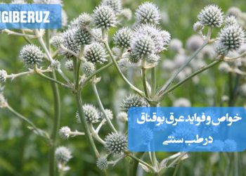 خواص و فواید عرق بوقناق در طب سنتی؛ تقویت کبد، افزایش صفرا، بهبود گوارش و کمک به درمان بیماریهای کبدی و سوءهاضمه،کاهش قند خون،انسولین طبیعی