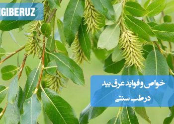 خواص و فواید عرق بید در طب سنتی؛ کاهش دردهای عضلانی و مفصلی، تببر، تقویت قلب و تسکین سردردهای میگرنی