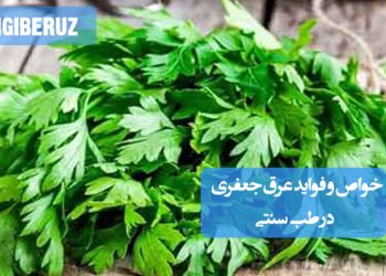 خواص و فواید عرق جعفری در طب سنتی؛ پاکسازی کلیه و مثانه، تقویت کبد، کاهش ورم، ضد سنگ کلیه و بهبود عملکرد گوارشی