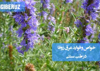 خواص و فواید عرق زوفا در طب سنتی؛ آرامبخش اعصاب، تقویت حافظه، تسکین سردرد، بهبود خواب و کمک به هضم بهتر غذا،پاکسازی ریه