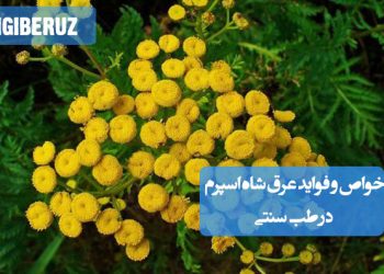 خواص و فواید عرق شاه اسپرم در طب سنتی؛ افزایش قوای جنسی، تقویت باروری، بهبود عملکرد کلیه و رفع اختلالات ادراری