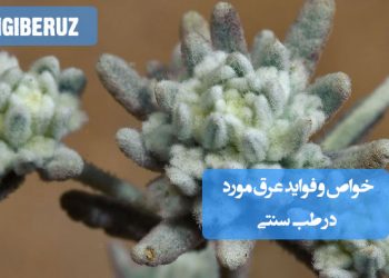 خواص و فواید عرق مورد در طب سنتی؛ ضد عفونی‌کننده، تقویت اعصاب، بهبود گردش خون، کمک به هضم و کاهش دردهای مفصلی و عضلانی