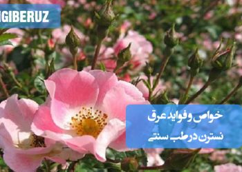 خواص و فواید عرق نسترن در طب سنتی؛ تقویت قلب و کبد، تنظیم فشار خون، بهبود گوارش، آرامبخش، سرشار از ویتامین C و ضد التهاب