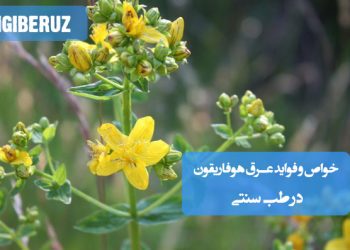 خواص و فواید عرق هوفاریقون در طب سنتی؛ تسکین دردهای عصبی، آرامبخش اعصاب، کاهش اضطراب و کمک به بهبود خواب و سردرد