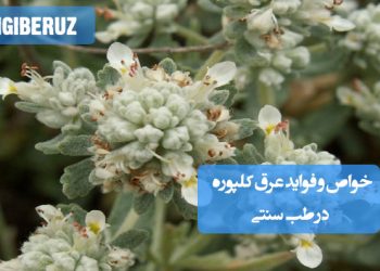 خواص و فواید عرق کلپوره در طب سنتی؛ تقویت اعصاب، درمان اسهالهای مزمن، افزایش میل جنسی و بهبود اختلالات قاعدگی