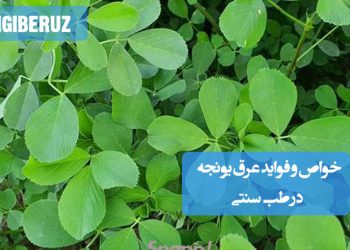 خواص و فواید عرق یونجه در طب سنتی؛ تقویت خون، بهبود کمخونی، افزایش انرژی، تنظیم قند خون و کمک به تقویت سیستم ایمنی بدن