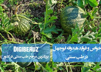 هندوانه ابوجهل با طبع گرم، ضدصفرا و پاککننده کبد است؛ در طب سنتی برای انسداد کبد و دفع کرم کاربرد دارد.