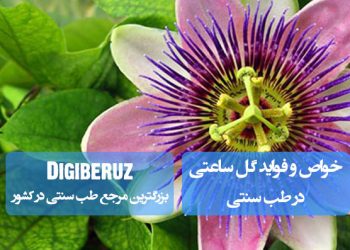 خواص گل ساعتی: بهبود کیفیت خواب، تسکین میگرن، تعادل سیستم عصبی و کاهش اسپاسم عضلانی با فلاونوئیدهای فعال