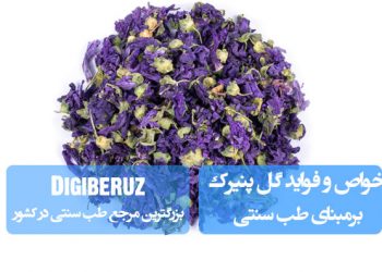 "بررسی خواص و فواید گل پنیرک در طب سنتی با تأکید بر کاربردهای آرامبخش و درمانی گیاه"