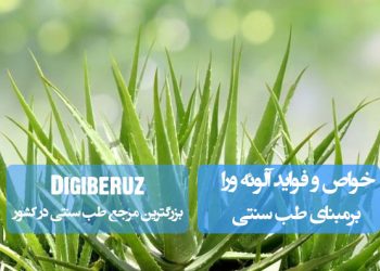 "خواص درمانی گیاه دارویی آلوئه ورا در طب سنتی؛ تسکین التهاب، ترمیم پوست و تقویت سیستم ایمنی"