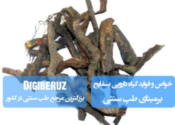 "خواص گیاه دارویی بسفایج در طب سنتی؛ کمک به بهبود زخمها، تسکین دردهای عضلانی و تقویت سیستم ایمنی"