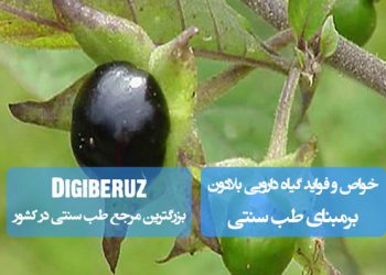 "خواص گیاه دارویی بلادون در طب سنتی؛ کاهش اسپاسم عضلانی، آرامبخش طبیعی و بهبود اختلالات عصبی"