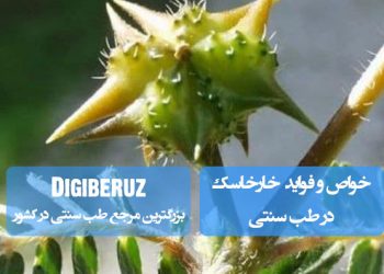 "خواص خارخاسک در طب سنتی؛ بهبود عملکرد کلیهها، حمایت از سلامت مجاری ادراری و کاهش سنگهای کلیوی"