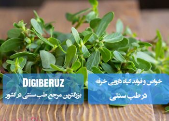 "خواص گیاه دارویی خرفه؛ تقویت سیستم ایمنی، بهبود عملکرد گوارش و کمک به سلامت پوست و کلیهها"