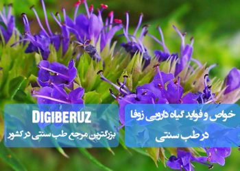 زوفا در طب سنتی: درمان سرفه، ضدعفونی مجاری تنفسی و بهبود گوارش