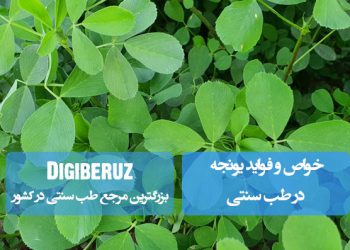 یونجه در طب سنتی؛ تقویت استخوان، خونساز طبیعی، مقوی معده و افزایش انرژی بدن و مفید برای استخوان با طبع گرم و تر