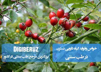 خواص نسترن: درمان ضعف اعصاب، تنظیم فشار خون، شادابی پوست و تقویت سیستم ایمنی با فلاونوئیدهای موثر