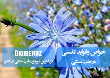 کاسنی در طب سنتی: پاکسازی کبد، کاهش قند خون، بهبود گوارش و درمان یرقان با ترکیبات تلخ موثر